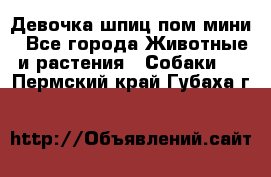 Девочка шпиц пом мини - Все города Животные и растения » Собаки   . Пермский край,Губаха г.